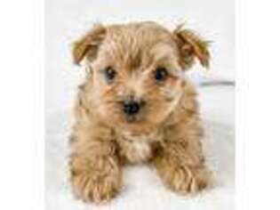 Yorkshire Terrier Puppy for sale in Winamac, IN, USA