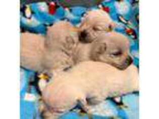 West Highland White Terrier Puppy for sale in Winona, MN, USA