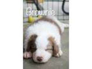 Border Collie Puppy for sale in Mc Daniels, KY, USA