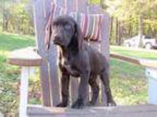 German Shorthaired Pointer Puppy for sale in Landisburg, PA, USA