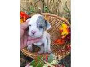 Alapaha Blue Blood Bulldog Puppy for sale in Moorestown, NJ, USA