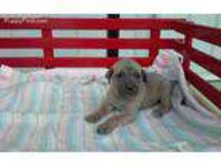 Cane Corso Puppy for sale in Topeka, IN, USA