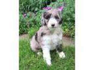 Mutt Puppy for sale in New Castle, IN, USA
