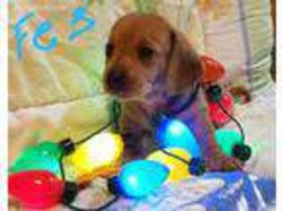 Dachshund Puppy for sale in Hewitt, MN, USA