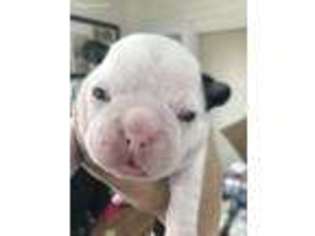 French Bulldog Puppy for sale in Luray, VA, USA