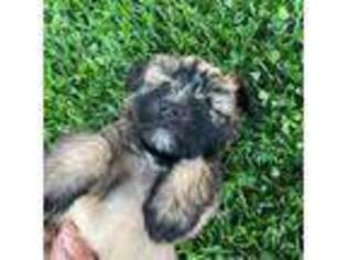 Soft Coated Wheaten Terrier Puppy for sale in Glade Spring, VA, USA