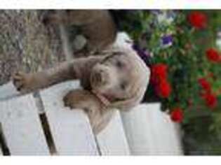Labrador Retriever Puppy for sale in Wayne, MI, USA