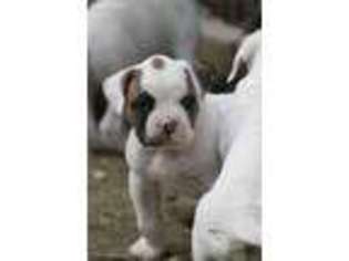 American Bulldog Puppy for sale in Highland, CA, USA
