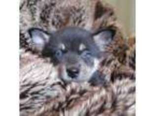 Alaskan Klee Kai Puppy for sale in Shoreview, MN, USA