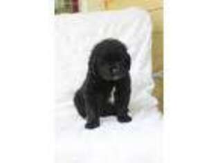 Newfoundland Puppy for sale in Round Hill, VA, USA