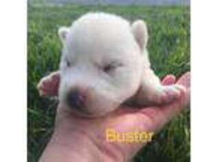 Siberian Husky Puppy for sale in Lebanon, PA, USA