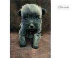 Cairn Terrier Puppy for sale in Unknown, , USA