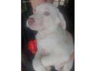 Labrador Retriever Puppy for sale in Factoryville, PA, USA