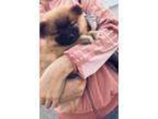 Pomeranian Puppy for sale in Valley Village, CA, USA