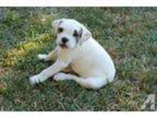 American Bulldog Puppy for sale in BUCKEYE, AZ, USA