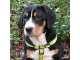 Greater Swiss Mountain Dog Puppy for sale in Corvallis, OR, USA