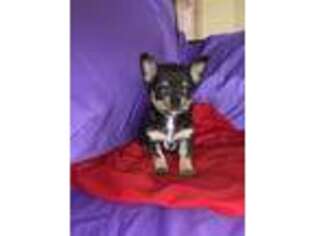 Chihuahua Puppy for sale in Fresno, CA, USA