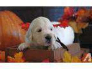 Golden Retriever Puppy for sale in NASHVILLE, TN, USA