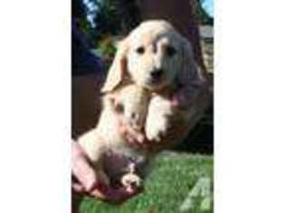 Dachshund Puppy for sale in HILLSBORO, OR, USA