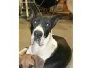 Great Dane Puppy for sale in Brackenridge, PA, USA