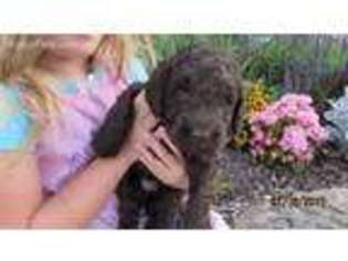 Labradoodle Puppy for sale in Minerva, OH, USA