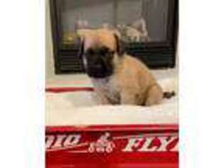 Mastiff Puppy for sale in Buckeye, AZ, USA