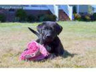 Labrador Retriever Puppy for sale in Beulaville, NC, USA