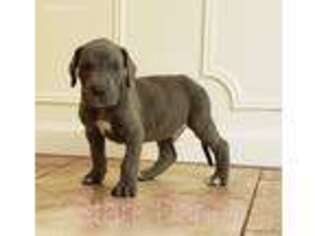 Great Dane Puppy for sale in Cypress, TX, USA