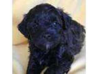 Shih-Poo Puppy for sale in Canon City, CO, USA