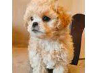 Bichon Frise Puppy for sale in Neenah, WI, USA