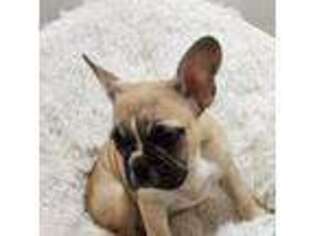 French Bulldog Puppy for sale in Gulf Breeze, FL, USA