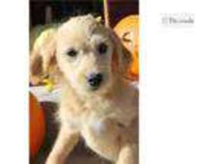 Labradoodle Puppy for sale in Pueblo, CO, USA