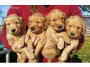 Golden Retriever Puppy for sale in Parma, ID, USA