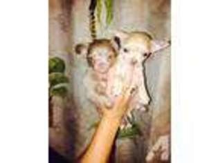 Chihuahua Puppy for sale in TAMPA, FL, USA