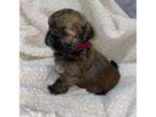 Lhasa Apso Puppy for sale in Garden City, KS, USA