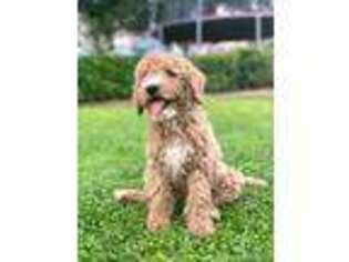 Goldendoodle Puppy for sale in Thatcher, AZ, USA