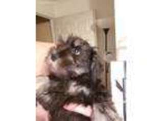 Mutt Puppy for sale in Jeffersonton, VA, USA