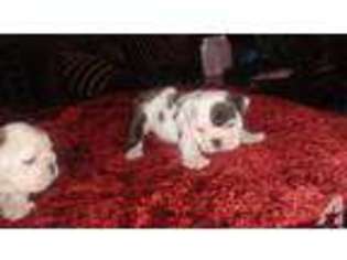 Bulldog Puppy for sale in CARLSBAD, CA, USA