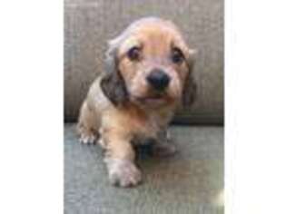 Dachshund Puppy for sale in Chico, CA, USA