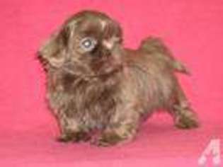 Mutt Puppy for sale in DUNDEE, IL, USA