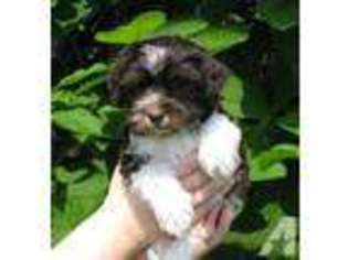 Havanese Puppy for sale in FRIDLEY, MN, USA