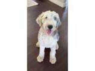 Old English Sheepdog Puppy for sale in Baker, FL, USA