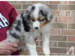Miniature Australian Shepherd Puppy for sale in CLIFTON FORGE, VA, USA