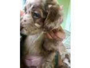 Labradoodle Puppy for sale in Mims, FL, USA
