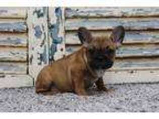 French Bulldog Puppy for sale in Eden Valley, MN, USA