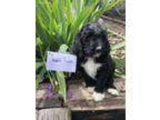 Mutt Puppy for sale in Morton, WA, USA