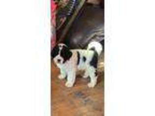 Saint Bernard Puppy for sale in Renton, WA, USA