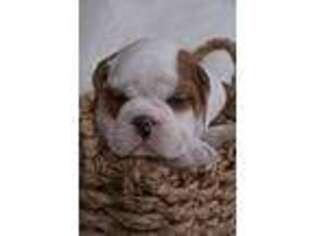 Bulldog Puppy for sale in Martinsburg, PA, USA