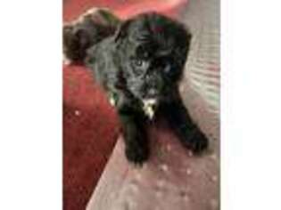 Mutt Puppy for sale in Madison Heights, VA, USA