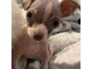 Chihuahua Puppy for sale in Beverly Hills, CA, USA